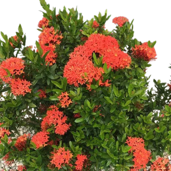 Ixora Dwarf Orange | Flowering Plant - Image 3