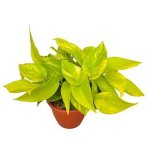 Epipremnum Aureum 'Neon Variegated' Pothos Plant