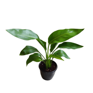 Philodendron 'Bird of Paradise Yellow' Plant