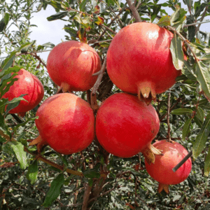 Anar Fruit Plant (pomegranate Tree)