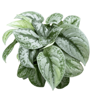 Scindapsus Silver Pothos Plant