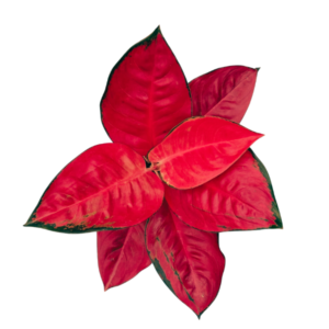 Aglaonema 'Thailand Red' | Red Indoor Plant