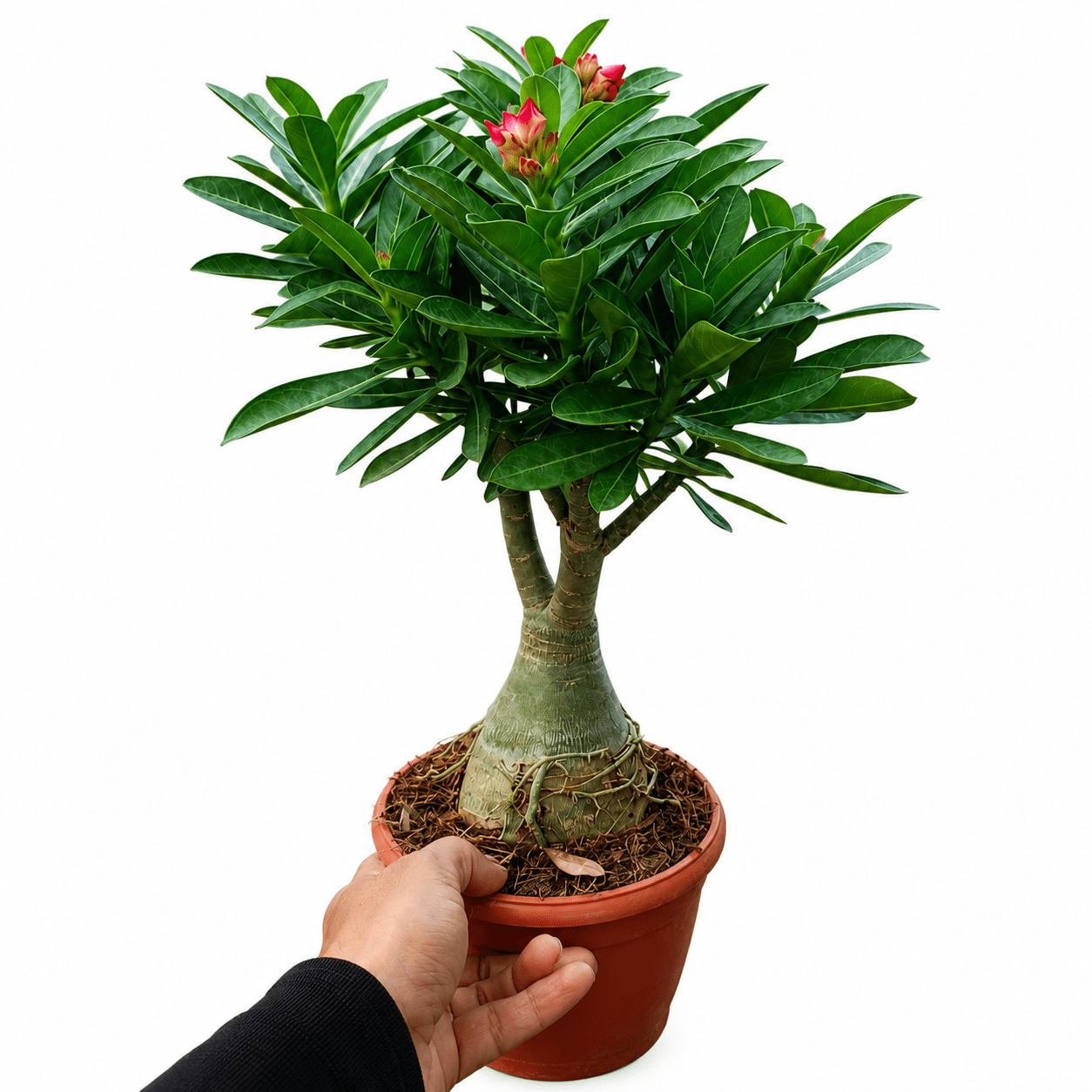 Adenium 'Butterfly Dream' Matured Blooming Plant - Image 2