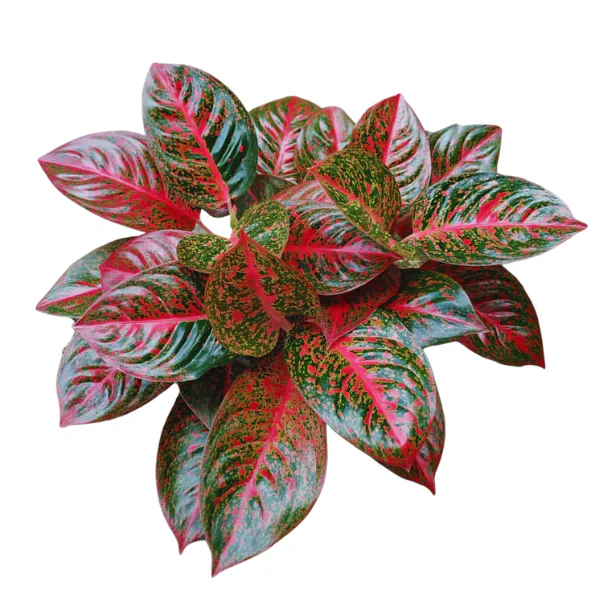 Aglaonema Archives - rootedbox.in