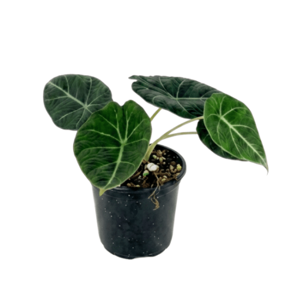 Alocasia Maharani (Grey Dragon) | Premium Rare Indoor Plant - Image 3