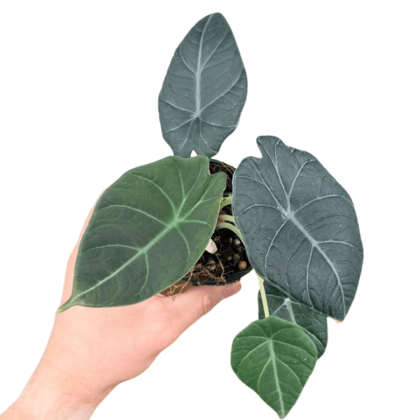 Alocasia Maharani (Grey Dragon) | Premium Rare Indoor Plant - Image 4
