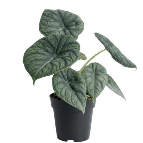 Alocasia Maharani (Grey Dragon) | Premium Rare Indoor Plant - Image 2