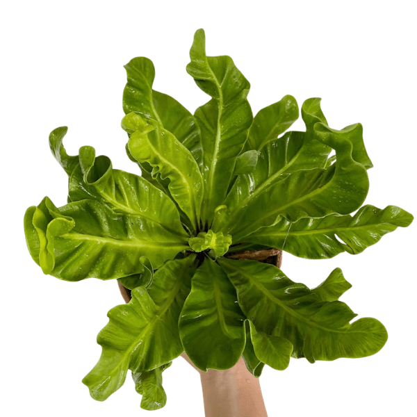 Asplenium Antiquum 'Lasagna' (Cobra Fern) | Rare Indoor Fern - Image 2