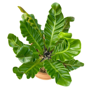 Asplenium Antiquum 'Lasagna' (Cobra Fern) | Rare Indoor Fern