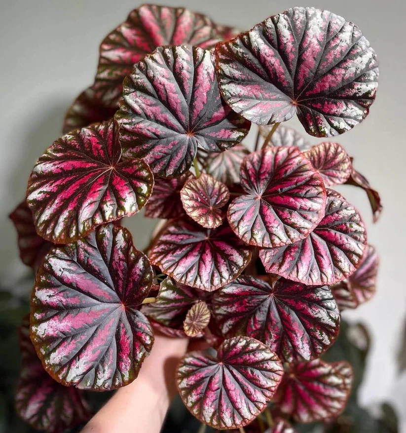 Rex Begonia 'Candy Stripes'- Colorful Foliage Indoor Plant - Image 2