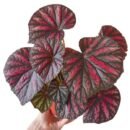 Rex Begonia 'Candy Stripes'- Colorful Foliage Indoor Plant