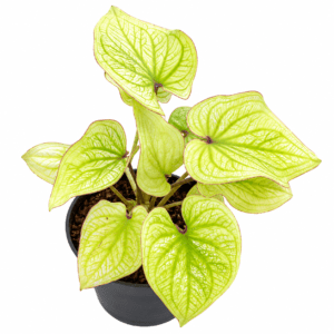 🌿 Caladium ‘Neon Heart’ – A Vibrant Lime Glow for Every Space
