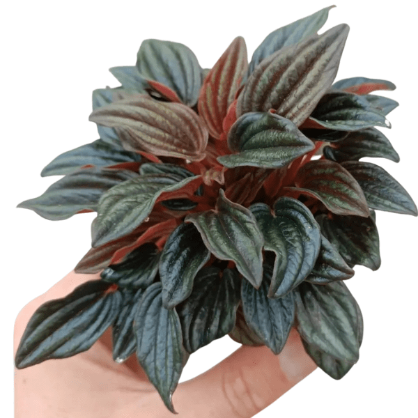 Peperomia Caperata 'Brasilia' – Elegant Indoor Radiator Plant - Image 2