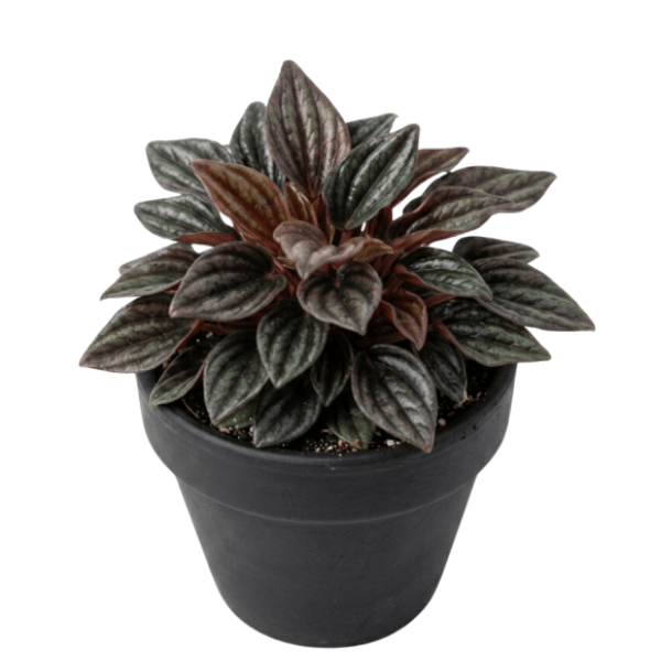 Peperomia Caperata 'Brasilia' – Elegant Indoor Radiator Plant - Image 3