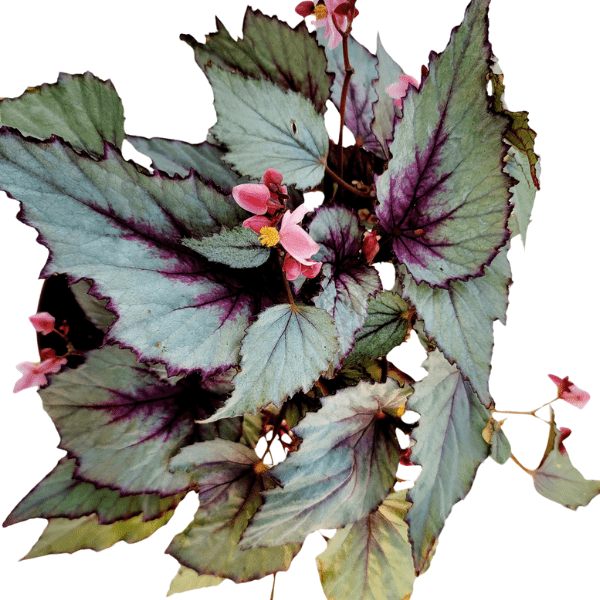 Rex Begonia Jurassic Dino 'Dragon Fruit' | Colourful Indoor Plant - Image 3