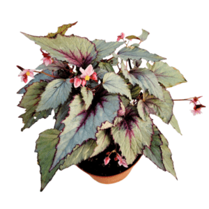 Rex-Begonia-Jurassic-Dino