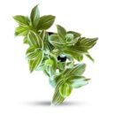 Tradescantia Zebrina Cream