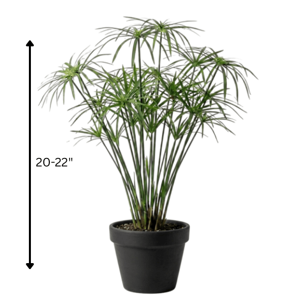 Umbrella Palm Plant | Ornamental Foliage Plant - Image 3