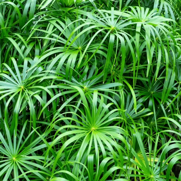 Umbrella Palm Plant | Ornamental Foliage Plant - Image 2