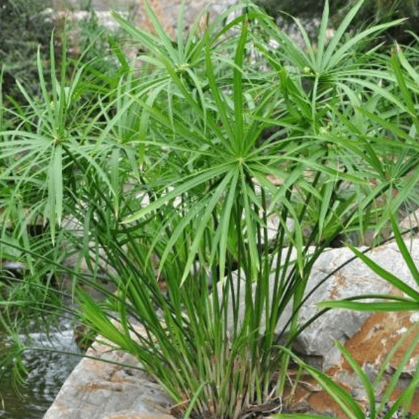 Umbrella Palm Plant | Ornamental Foliage Plant - Image 4