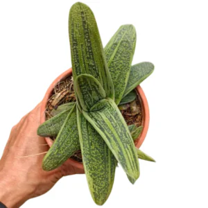 Variegated Gasteria 'Little Warty' (Hybrid) | Rare Succulent Plant