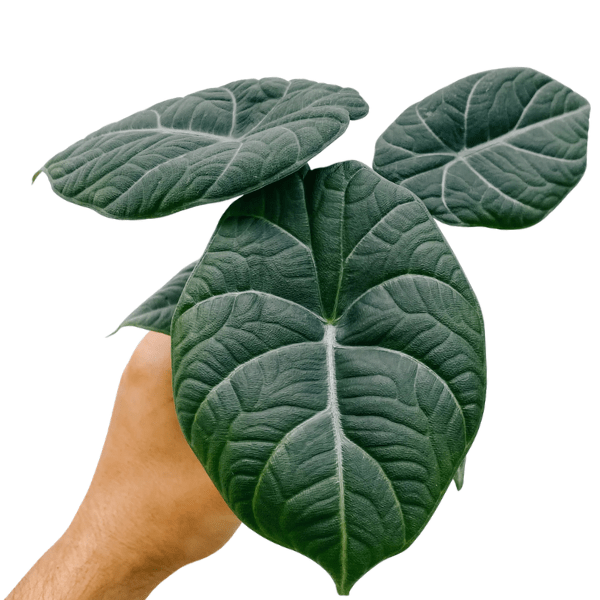Alocasia Maharani (Grey Dragon) | Premium Rare Indoor Plant