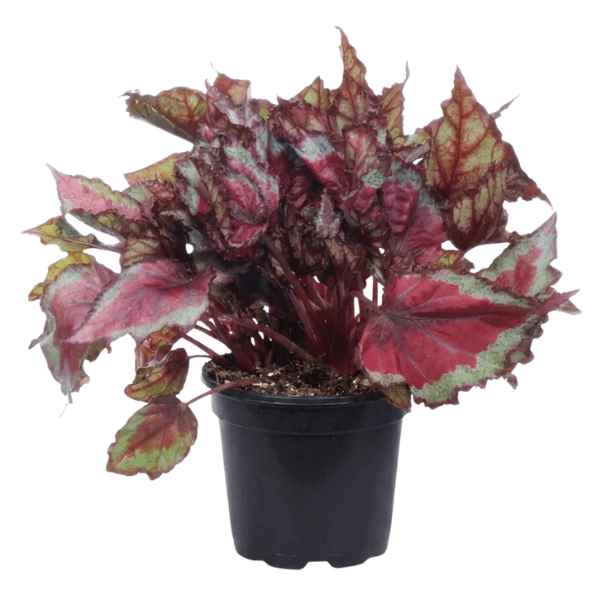 Rex Begonia 'Spitfire' | Premium Indoor Foliage Plant