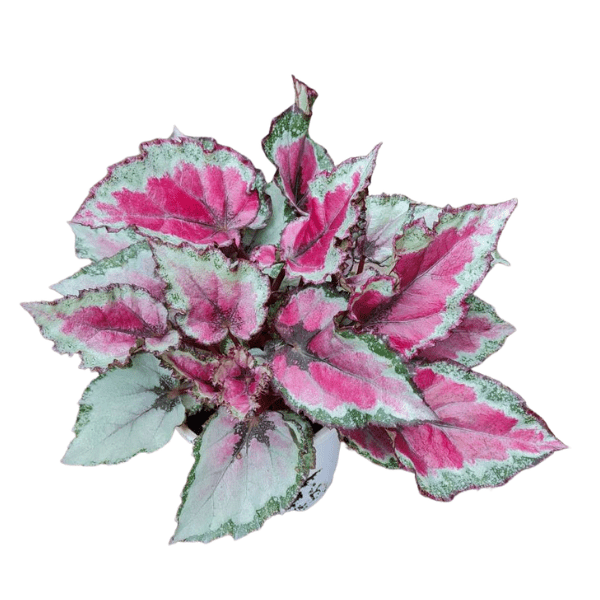 Rex Begonia 'Spitfire' | Premium Indoor Foliage Plant - Image 2