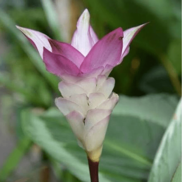 Calathea 'Jf Macbr' | Ornamental Tropical Plant - Image 2