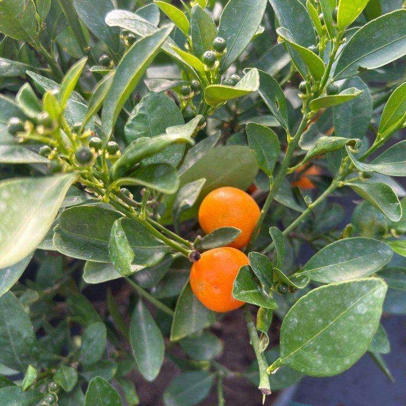 Mini Santra (Calamondin Orange) Plant | Premium Dwarf Citrus Tree - Image 4