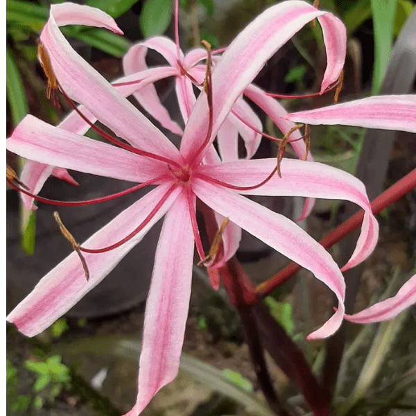 Purple Lily (Crinum Lily) | Elegant Exotic Flowering Potted Plant - Image 2