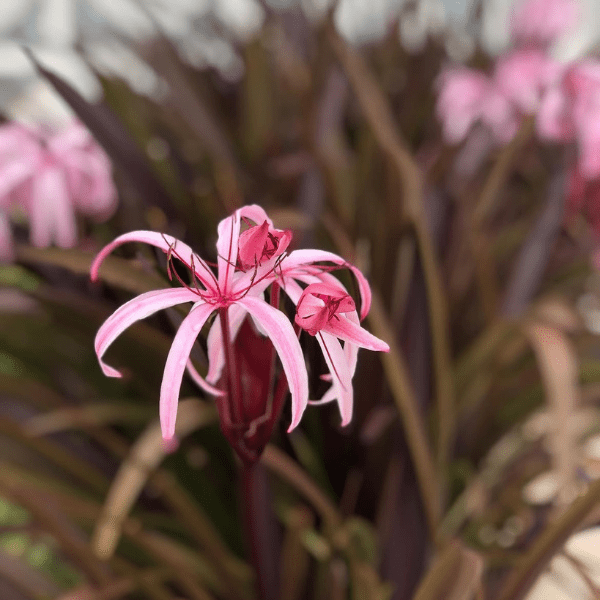 Purple Lily (Crinum Lily) | Elegant Exotic Flowering Potted Plant - Image 3