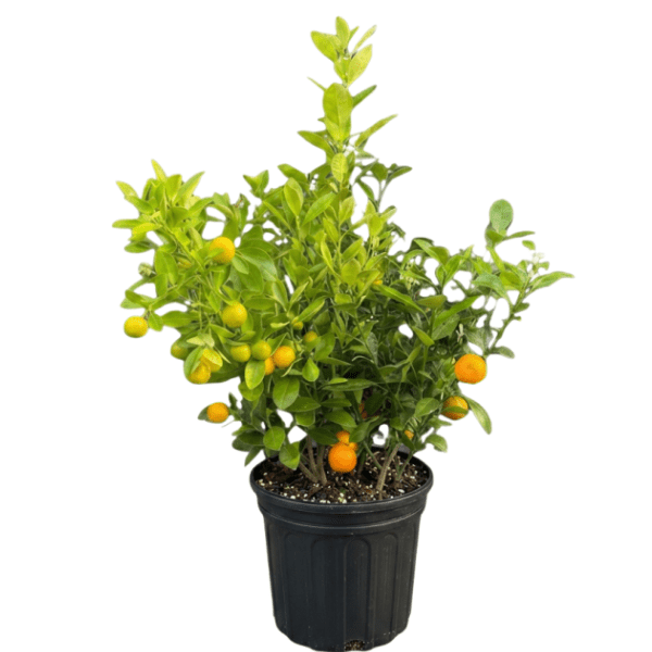 Mini Santra (Calamondin Orange) Plant | Premium Dwarf Citrus Tree - Image 3