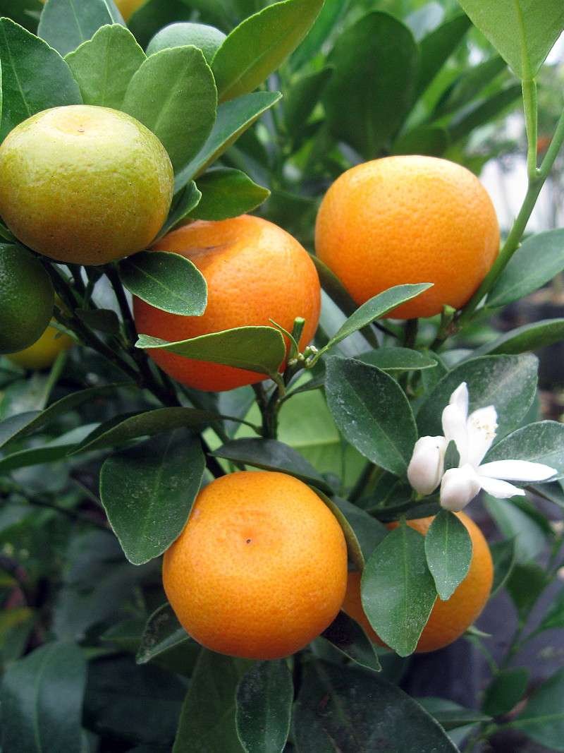 Mini Santra (Calamondin Orange) Plant | Premium Dwarf Citrus Tree - Image 2
