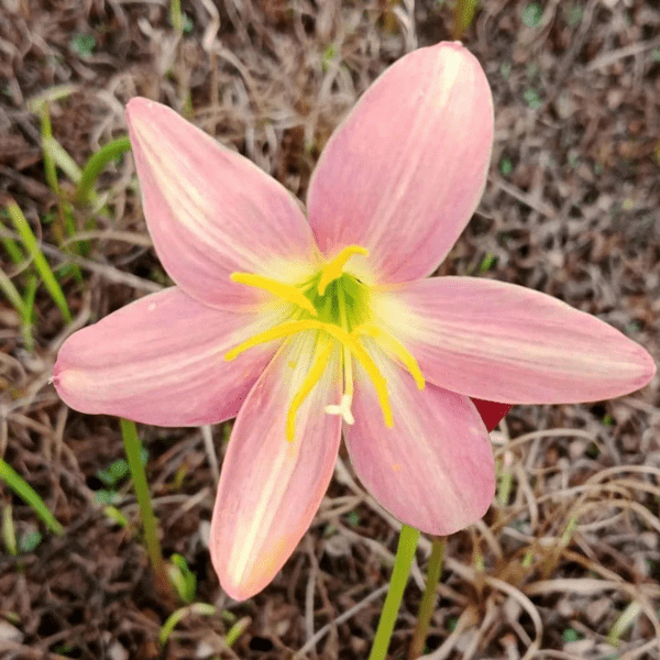 Peach Rain Lily (Zephyranthes Batik) Potted Plant - Image 3