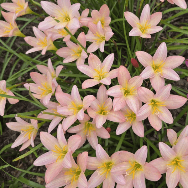 Peach Rain Lily (Zephyranthes Batik) Potted Plant - Image 2