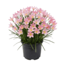 Peach Rain Lily (Zephyranthes Batik) Potted Plant