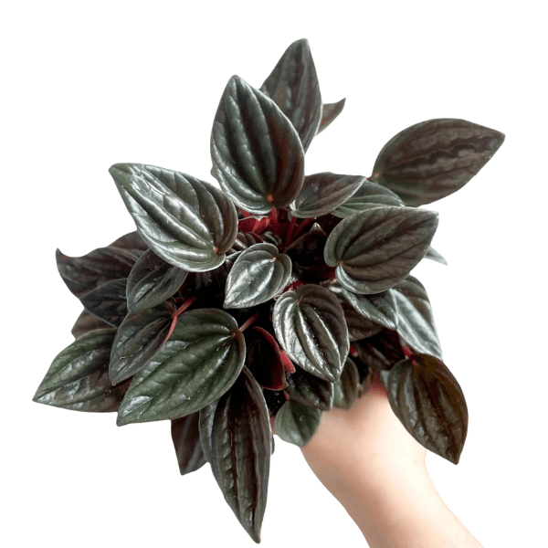 Peperomia Caperata 'Brasilia' – Elegant Indoor Radiator Plant