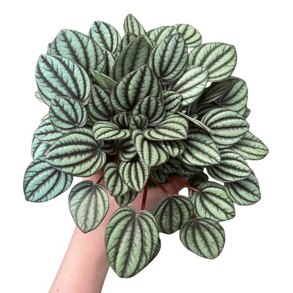 Peperomia 'Piccolo Banda' – Premium Compact Indoor Plant