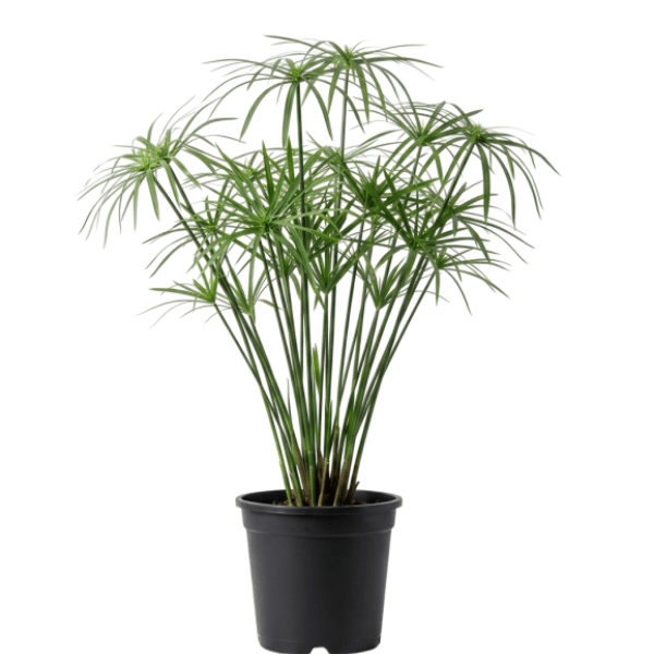 Umbrella Palm Plant | Ornamental Foliage Plant